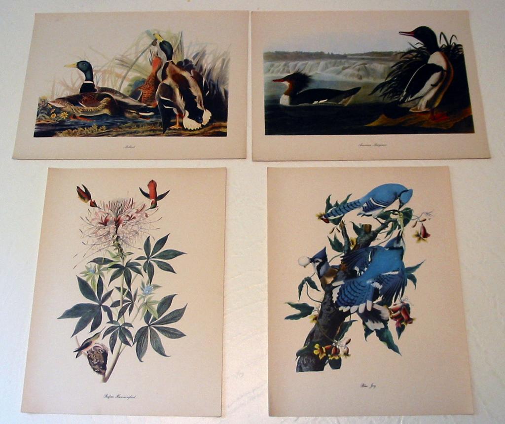 Audubon Prints
